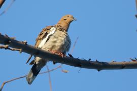 Gołębiak białoskrzydły - Zenaida asiatica - White-winged Dove