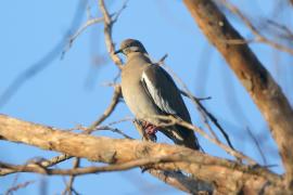 Gołębiak białoskrzydły - Zenaida asiatica - White-winged Dove