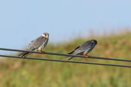 Kobczyk amurski - Falco amurensis - Amur Falcon