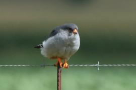 Kobczyk amurski - Falco amurensis - Amur Falcon