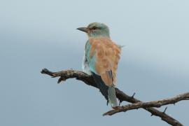 Kraska zwyczajna - Coracias garrulus - European Roller