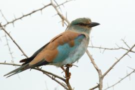 Kraska zwyczajna - Coracias garrulus - European Roller