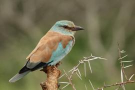 Kraska zwyczajna - Coracias garrulus - European Roller