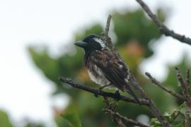 Brodacznik białouchy - Stactolaema leucotis - White-eared Barbet