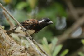 Brodacznik białouchy - Stactolaema leucotis - White-eared Barbet