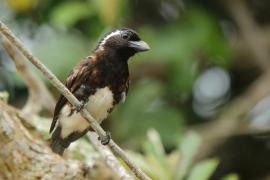 Brodacznik białouchy - Stactolaema leucotis - White-eared Barbet