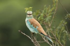 Kraska zwyczajna - Coracias garrulus - European Roller