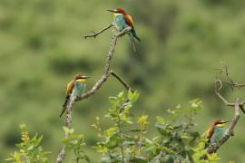 Żołna zwyczajna - Merops apiaster - European Bee-eater