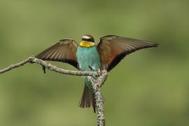 Żołna zwyczajna - Merops apiaster - European Bee-eater