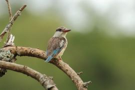 Łowiec kreskowany - Halcyon chelicuti - Striped Kingfisher
