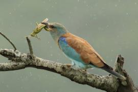 Kraska zwyczajna - Coracias garrulus - European Roller