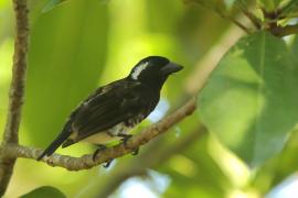 Brodacznik białouchy - Stactolaema leucotis - White-eared Barbet