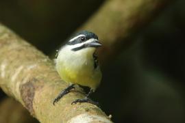 Wąsaczek żółtorzytny - Pogoniulus bilineatus - Yellow-rumped Tinkerbird