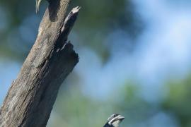 Wąsaczek żółtorzytny - Pogoniulus bilineatus - Yellow-rumped Tinkerbird