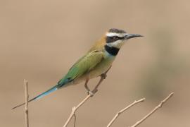 Żołna białogardła - Merops albicollis - White-throated Bee-eater