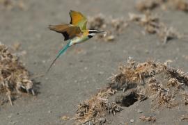 Żołna białogardła - Merops albicollis - White-throated Bee-eater