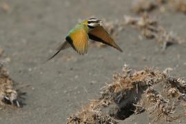 Żołna białogardła - Merops albicollis - White-throated Bee-eater