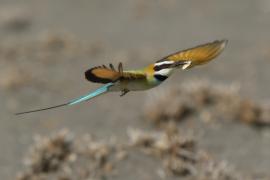 Żołna białogardła - Merops albicollis - White-throated Bee-eater