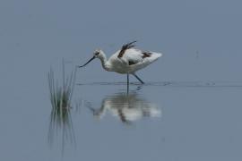 Szablodziób - Pied Avocet