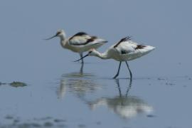 Szablodziób - Recurvirostra avosetta - Pied Avocet