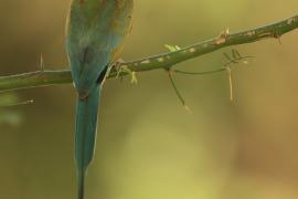 Żołna białogardła - Merops albicollis - White-throated Bee-eater