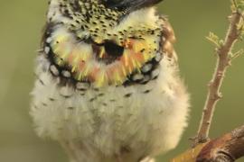 Brodal ciemnodzioby - Trachyphonus darnaudii usambiro - Usambiro Barbet