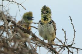 Brodal ciemnodzioby - Trachyphonus darnaudii usambiro - Usambiro Barbet