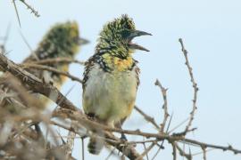 Brodal ciemnodzioby - Trachyphonus darnaudii usambiro - Usambiro Barbet