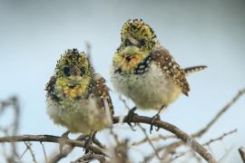 Brodal ciemnodzioby - Trachyphonus darnaudii usambiro - Usambiro Barbet