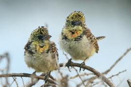 Brodal ciemnodzioby - Trachyphonus darnaudii usambiro - Usambiro Barbet