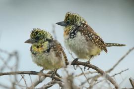 Brodal ciemnodzioby - Trachyphonus darnaudii usambiro - Usambiro Barbet