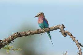 Kraska liliowopierśna - Coracias caudatus - Lilac-breasted Roller
