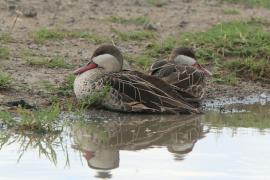 Srebrzanka czerwonodzioba - Anas erythrorhyncha - Red-billed Teal