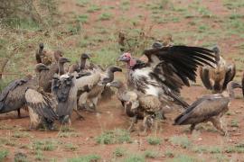 Sęp uszaty - Torgos tracheliotos - Lappet-faced Vulture