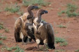 Sęp afrykański - Gyps africanus - White-backed Vulture