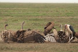 Sęp plamisty - Gyps rueppelli - Rüppell's Vulture