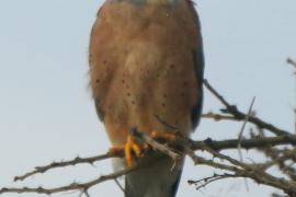 Pustułeczka - Falco naumanni - Lesser Kestrel