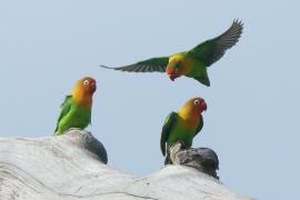 Nierozłączka rudogłowa - Agapornis fischeri - Fischer's Lovebird