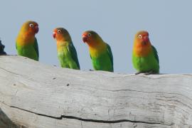 Nierozłączka rudogłowa - Agapornis fischeri - Fischer's Lovebird