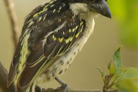Głowaczek białogardły - Tricholaema diademata - Red-fronted Barbet