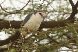 Sokolik czerwonooki - Polihierax semitorquatus - African Pygmy Falcon