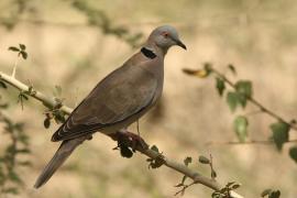 Synogarlica okularowa - Streptopelia decipiens - African Mourning Dove