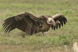 Sęp plamisty - Gyps rueppelli - Rüppell's Vulture