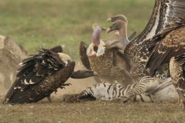Sęp plamisty - Gyps rueppelli - Rüppell's Vulture