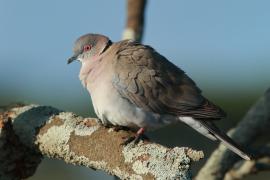 Synogarlica okularowa - Streptopelia decipiens - African Mourning Dove