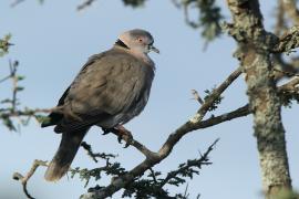 Synogarlica okularowa - Streptopelia decipiens - African Mourning Dove