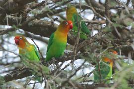 Nierozłączka rudogłowa - Agapornis fischeri - Fischer's Lovebird