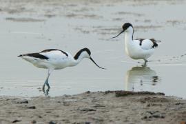 Szablodziób - Recurvirostra avosetta - Pied Avocet