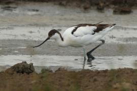 Szablodziób - Pied Avocet