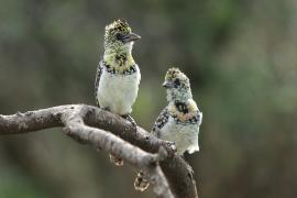 Brodal ciemnodzioby - Trachyphonus darnaudii usambiro - Usambiro Barbet